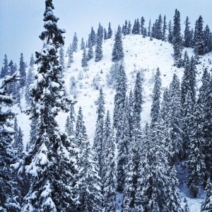LAAX B_1